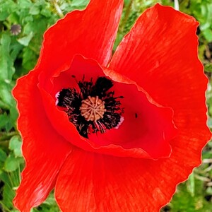 Kristina Czerniachowicz